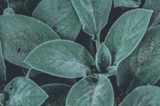 green leaf plants close up photography